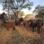 Live Kalahari Red Goats 100% healthy