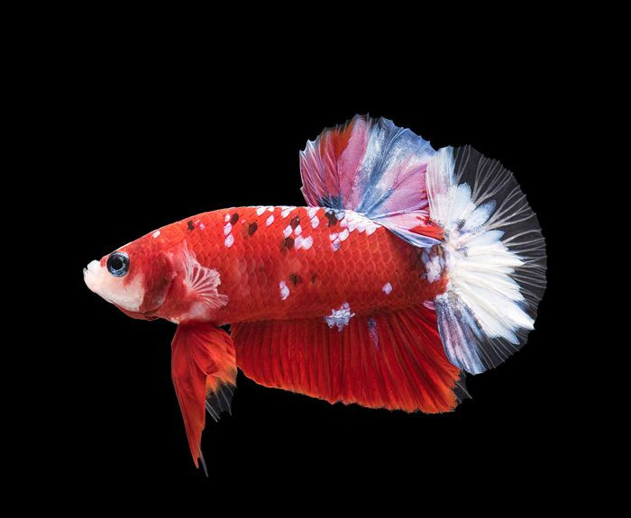 Buy Betta Fish Collections #02 from Tiga Pilar Exportindo, Indonesia ...