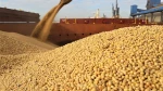 GMO Soybean Grade 1 & 2