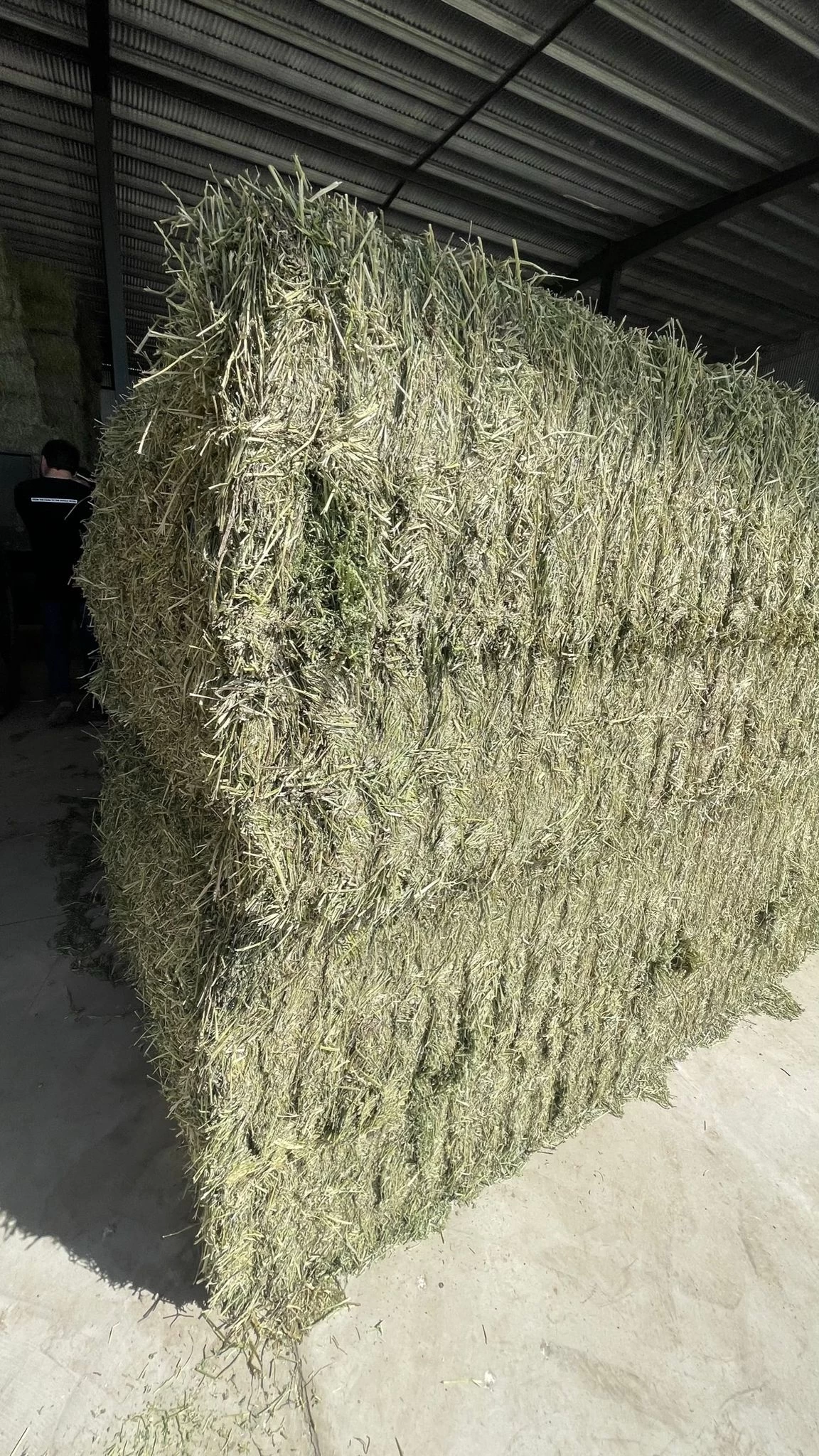 Fresh Look at Buy Argentinian Alfalfa From Grow Farms Spain
