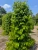 Import Muntok Premium Indonesian White Pepper from Indonesia