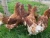 Import Laying Hens from South Africa