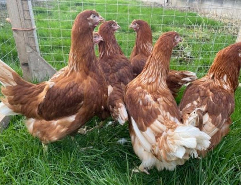 Buy Laying Hens from Lewis Farm SA, South Africa