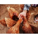 Natural Cellulose Fiber Supplement for Healthy Animal Feed