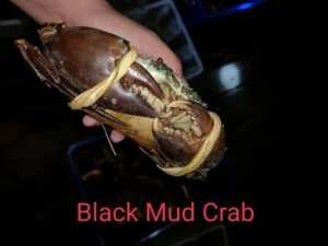 Giant ( Black) Mud Crab (Scylla serrata) origin Island Kalimantan