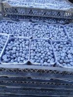 Fresh Blueberry