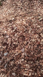 Eucalyptus wood chips