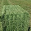 Alfalfa Hay Bulk Supply Premium Quality Fresh Green Alfalfa Hay Best Price Direct Sale for Animal Feed