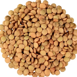 Bulk Supply Whole Masoor Dal Fresh Dried Brown Lentils 25kg PP Bags For Wholesalers