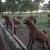 Import Live Kalahari Red Goats 100% healthy from South Africa