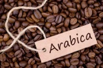 Arabica coffee bean