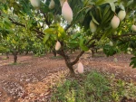 Raw mango's all varities