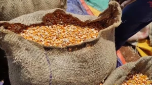 MAIZE YELLOW CORN