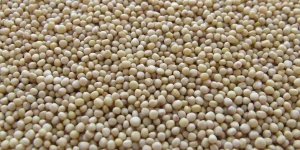 Muntok Premium Indonesian White Pepper