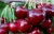 Import Fresh Sweet Cherry from Kyrgyzstan