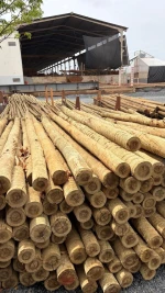 Wood Logs