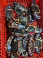 Mud Crab