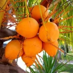 Fresh King Coconut