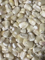 Organic High Grade White Corn Maize