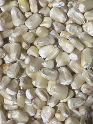 Organic High Grade White Corn Maize