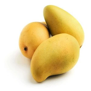 100% Best High Premium Quality India Origin Fresh  Kesar Mango