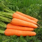 2020 China Manufacturer Shaanxi New Crop Sweet Juicy Fresh Red Carrot
