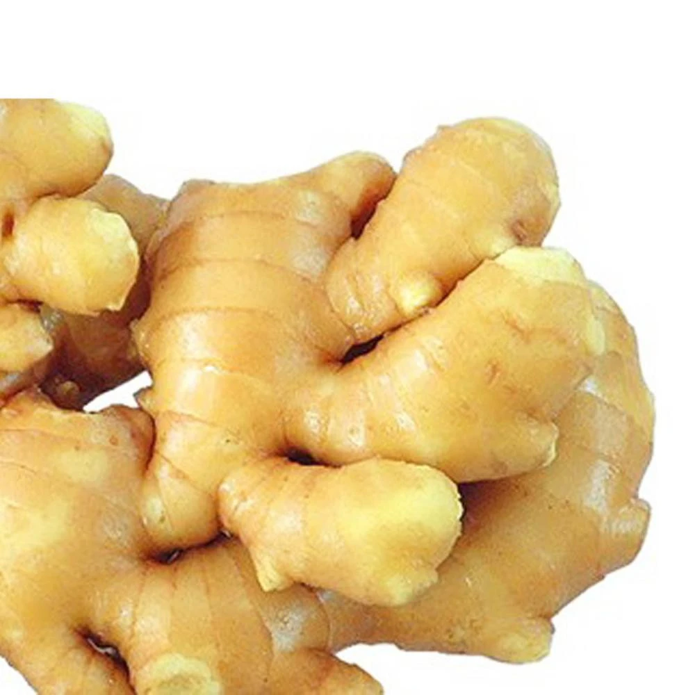 2020 High Quality Fresh Organic Ginger