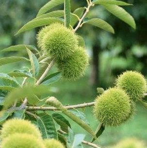 2020 New crop wholesale  Dandong sweet chestnut