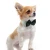 Import 3 Color 4 Size Dog Pet Bow Tie Accessories from China