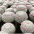 Import 8-9cm  Cacti Succulent Plants Nursery Household Home Decorate Real Mammillaria Hahniana cheap cactus plants from China