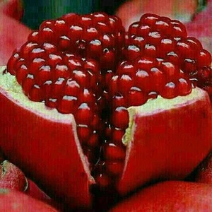Adorable and Good Fresh Pomegranates from South Africa