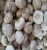 Import agricultural fresh vegetable fresh garlic 2016 crop from China