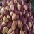 Import Agricultural Kola Nuts Available from Germany