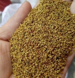 Alfalfa Seeds.