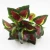 Import Artificial plants ornamental plants with names types of ornamental plants from China