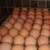 Import Baking egg from USA