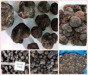 best price frozen truffle (Tuber indicum)