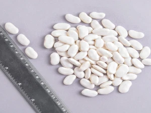 Best Price of White Kidney Beans