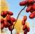 Import Best Quality Fresh Red Dates for Sale from China
