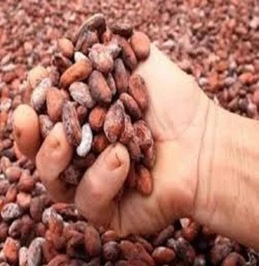 Best Quality Grade A Cocoa Beans for Sale