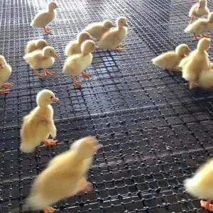 Biaxial Plastic Geogrid garden   ducks Raising  biaxial geogrid Breeding Poultry farming Net