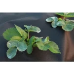 Black Color PP Non-Woven Weed Control Fabric