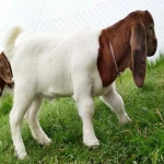 Boar goat