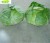 Import Bulk Chinese Mesh Bag Fresh White Round Cabbage Vegetable from China