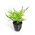 Import Bunch of Artificial Fake Plastic Green Long Leaves bracketplant Grass Plant Home Bonsai from China