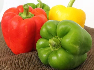 CAPSICUM YELLOW/RED/GREEN FRESH EXPORT STANDARD PRICE FOR SALE HIGH QUALITY WITH BEST PRICE FOR YOU