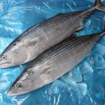 Cheap Price Frozen Bonito Tuna Skipjack Fish
