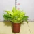 Import Cheap price wholesale beautiful gold Scindapsus aureum ornamental foliage live plants bonsai from China