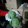 China fresh Beijing Cabbage vegetable
