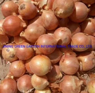 Chinese Yellow Onion, Fresh Red Onion, Export New Season Fresh Vegtable Red Onion and Yellow Onion with Cheap Price